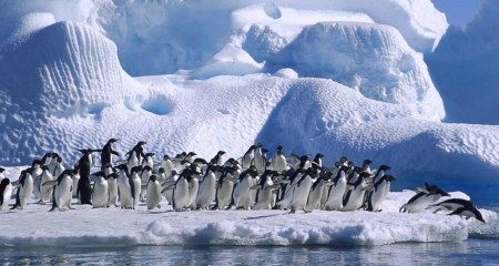 Льды Антарктиды: безжалостная реальность