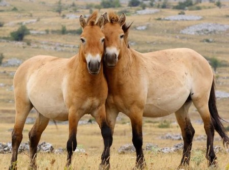 Лошадь Пржевальского. Путь от исчезновения до восстановления популяции