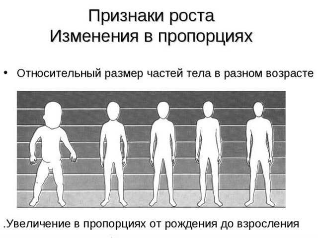 Средний размер половового органа у мужчины в россии фото