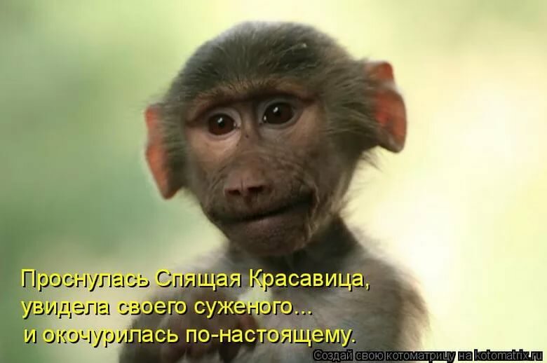 Можно подумать вы по утрам лучше выглядите: Мем: "Доброе Утро!! Ой ,можно подумать вы по утрам лучше выглядите!!!" - Все шаблоны