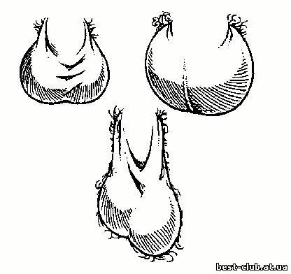 Какого размера должны быть яички мужчины: как увеличить размер яиц у мужчины и мошонку, причины уменьшения