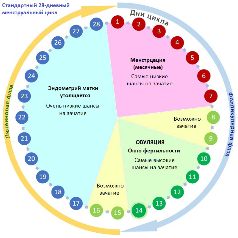 Шансы на зачатие на протяжении менструального цикла