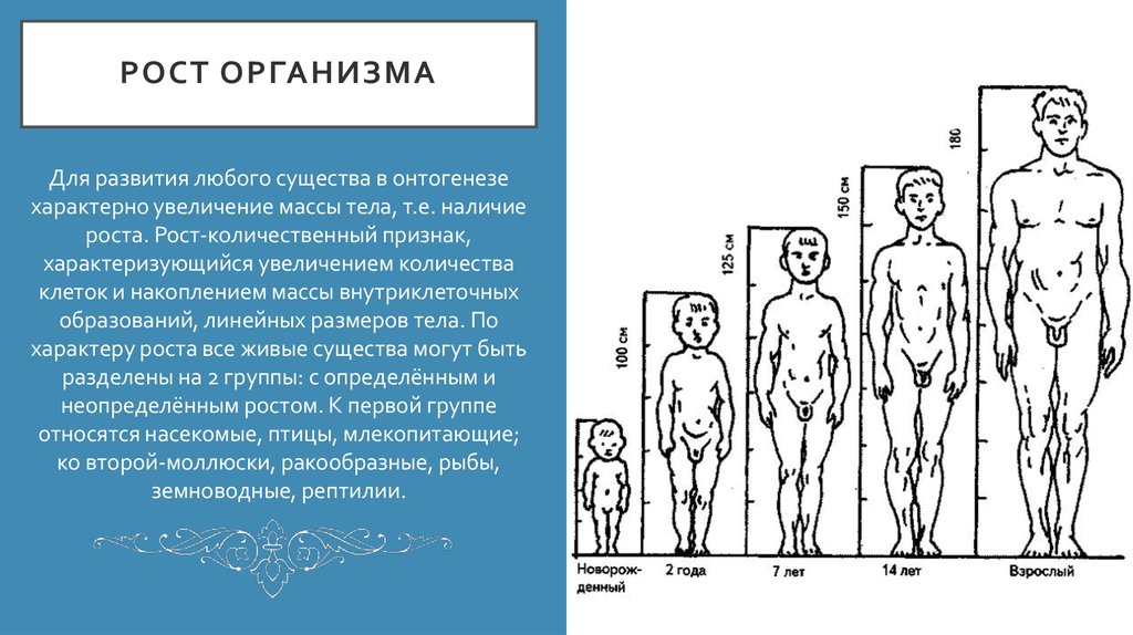 До скольки лет растет человек в рост мужчины: До какого возраста растёт человек? | Здоровье ребенка | Здоровье