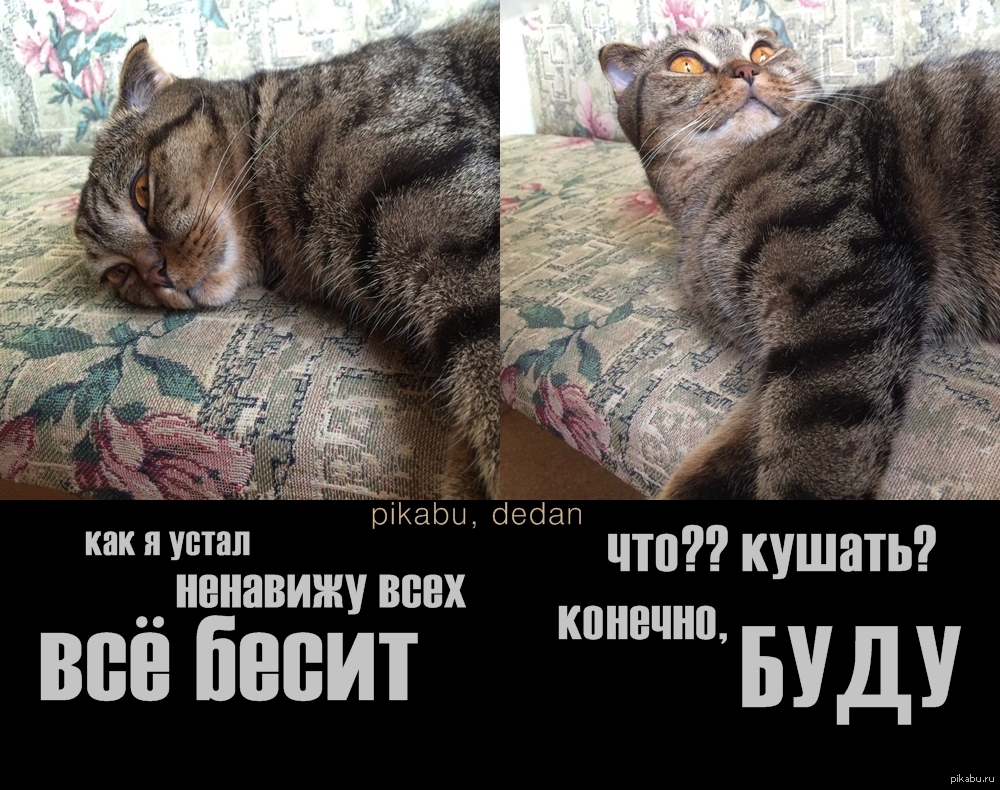 Все бесят: Что пить, если все бесит? Пять легальных средств, которые помогут обрести дзен