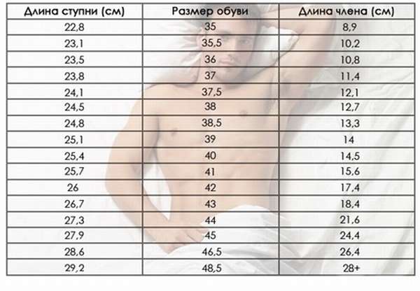 Средний размер половового органа у мужчины в россии фото