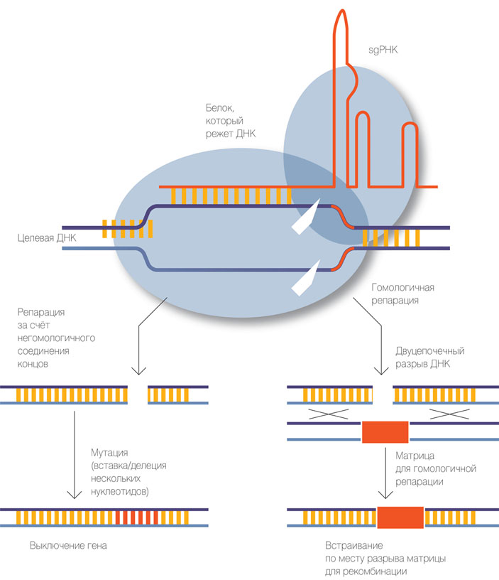 Система CRISPR/CAS9 («Коммерсантъ Наука» №63(4), декабрь 2018)
