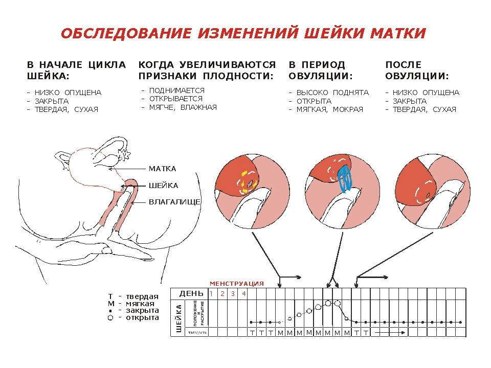 Когда девушка может забеременеть: Как наступает беременность | Zanzu