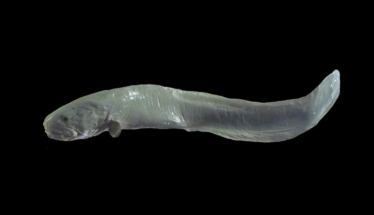 7 Animals That Look Exactly Like Dong 7 Animals That Look Exactly Like Dong