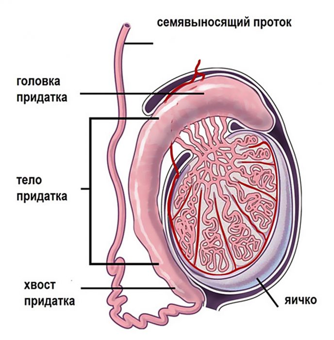 строение яичек у мужчин