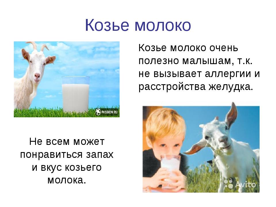 Козье молоко для детей: польза, особенности и рекомендации по употреблению