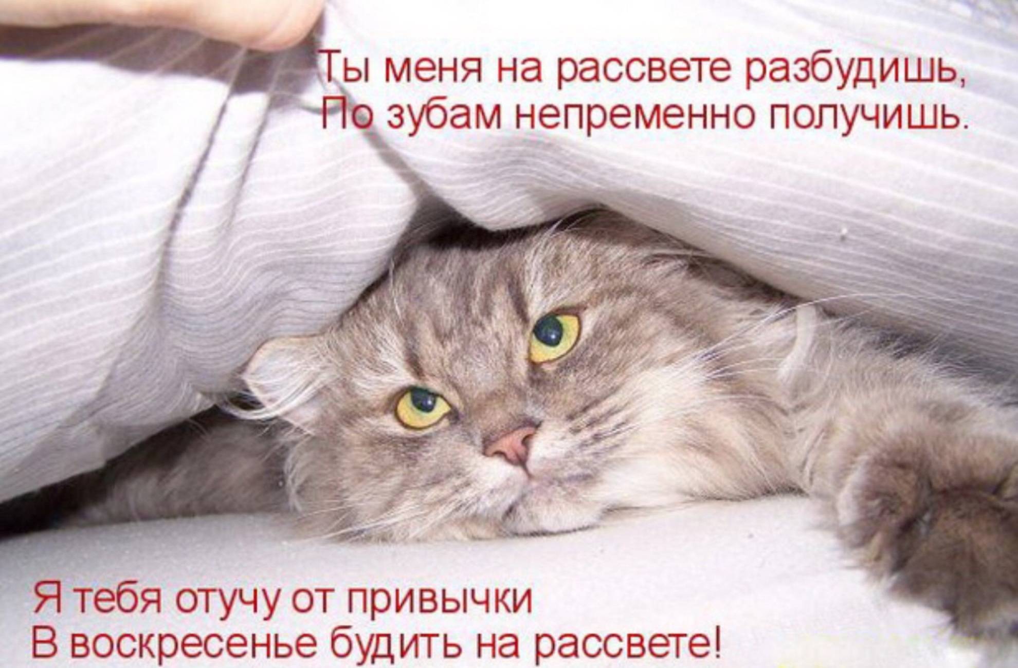 Можно подумать вы по утрам лучше выглядите: Мем: "Доброе Утро!! Ой ,можно подумать вы по утрам лучше выглядите!!!" - Все шаблоны