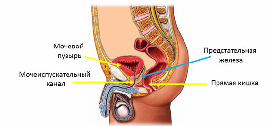 анатомия простаты