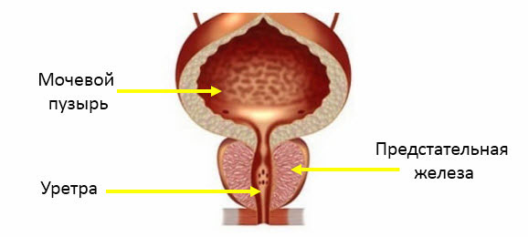 предстательная железа