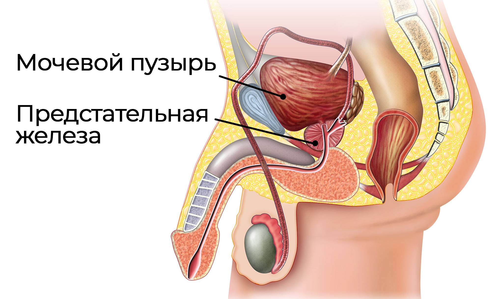 Фото мужская мошонка: D0 bc d0 be d1 88 d0 be d0 bd d0 ba d0 b0: стоковые фото, изображения