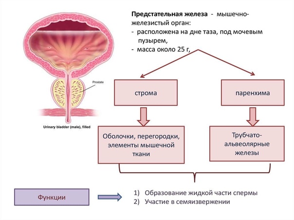 Простата и предстательная железа это одно и тоже: 🩺 Хронический простатит и аденома простаты