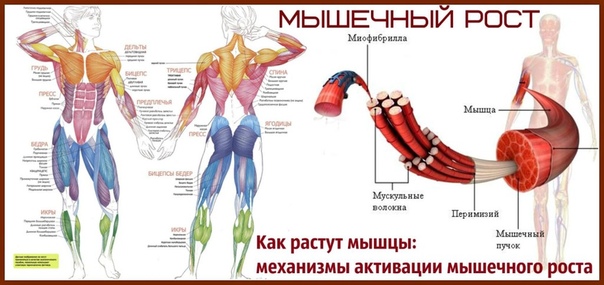 Не растут: Почему не растёт или снижается мышечная масса? 9 советов, для улучшенного роста мышц