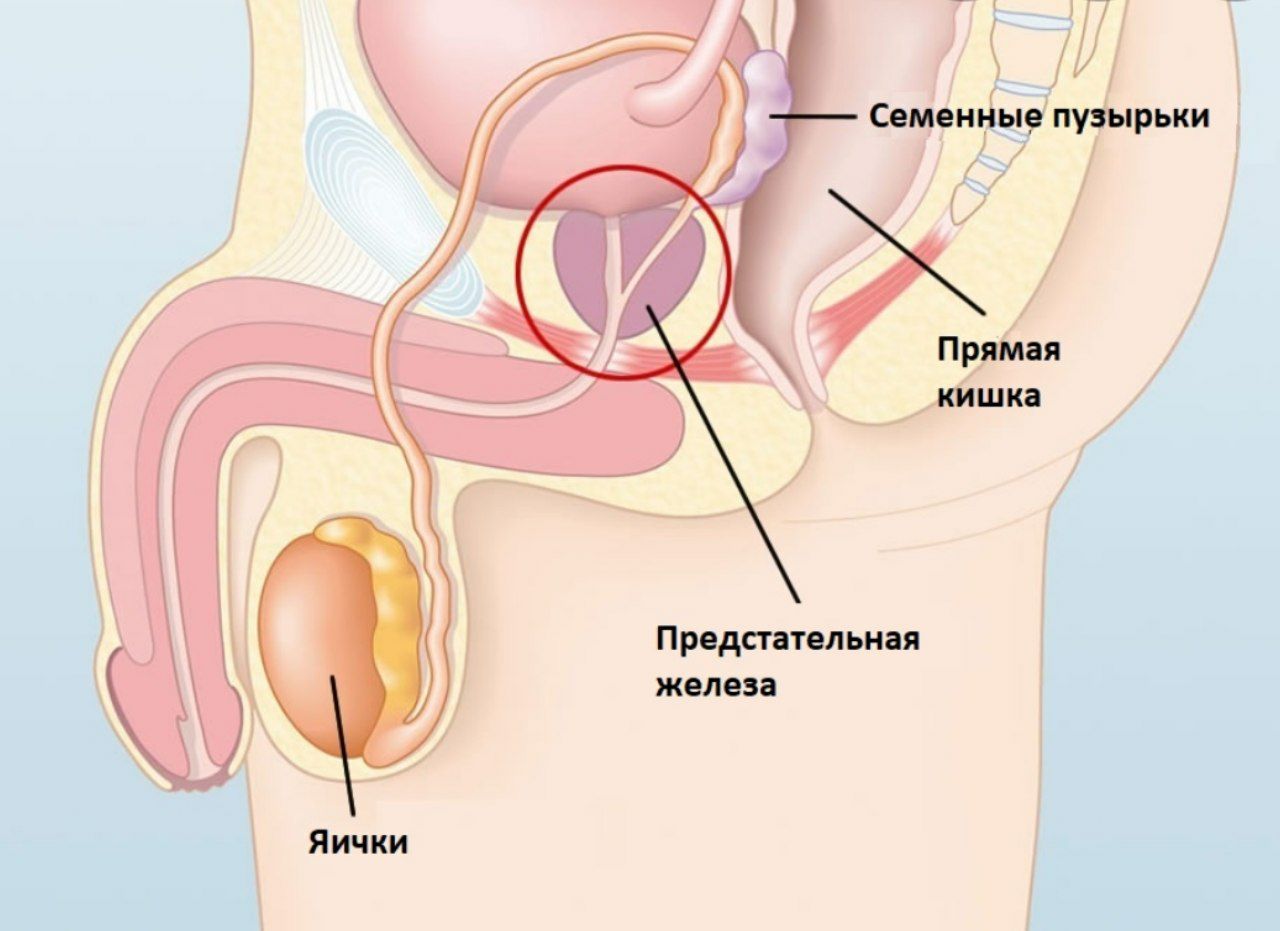 Простата и предстательная железа это одно и тоже: 🩺 Хронический простатит и аденома простаты
