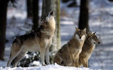 Жизнь волка полна опасностей и угроз. Какова же её продолжительность?