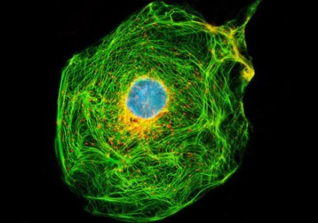 Первая клетка: история на много миллионов лет в первобытном бульоне жизни
