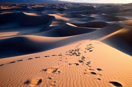 Пустыня Гоби. Обитатели, приспособившиеся к суровым условиям