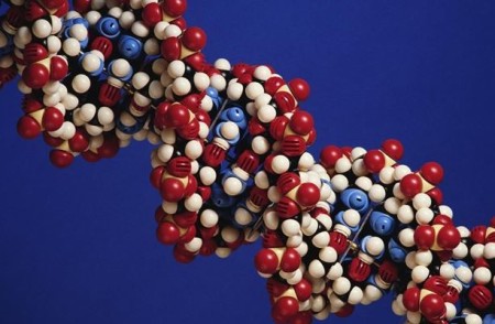 Нуклеиновые кислоты. ДНК - Святая святых биологии