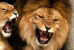Черты характера мужчины лев – Характер мужчины Льва