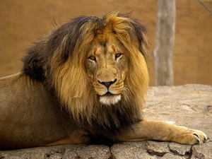 Черты характера мужчины лев – Характер мужчины Льва