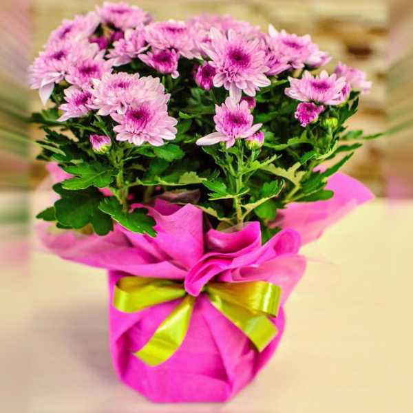 Цветок в подарок – Как выбрать цветы в подарок — Цветы букеты