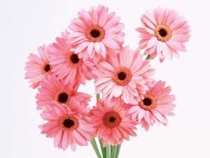 Цветы дарят – Значение цветов. Какие цветы подарить...