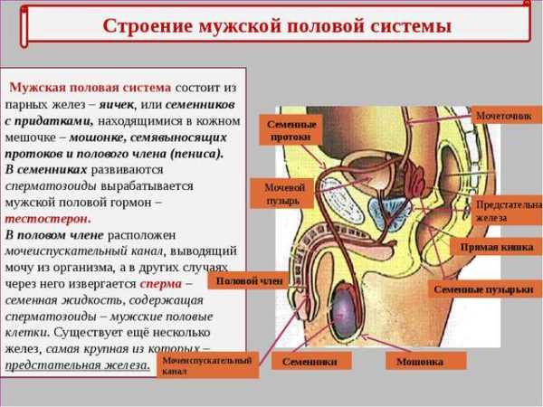 Если по утрам не стоит что делать – причины и что делать, если не встает!