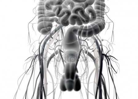 Фото мужская мошонка – Что такое мошонка у мужчин - фото, строение и анатомия, где находится и как выглядит орган