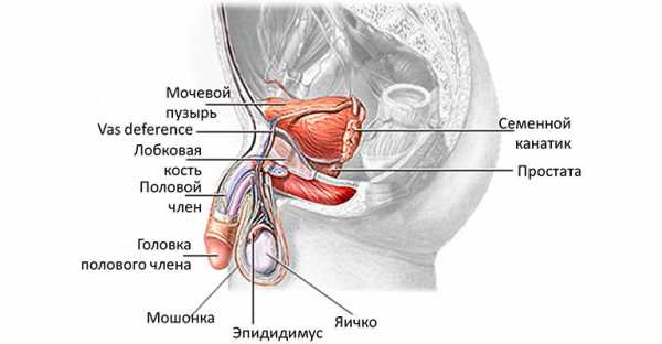 Фото мужская мошонка – Что такое мошонка у мужчин - фото, строение и анатомия, где находится и как выглядит орган