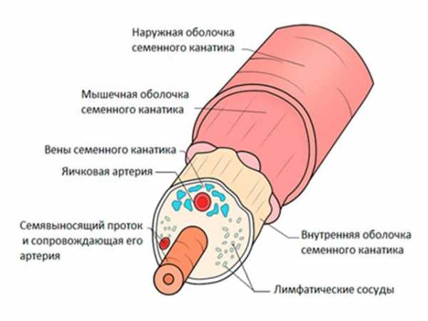 Как выглядит мошонка фото