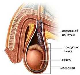 Фото мужская мошонка – Что такое мошонка у мужчин - фото, строение и анатомия, где находится и как выглядит орган