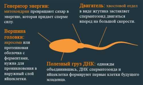 Фото здоровой спермы – Как должна выглядеть здоровая сперма у мужчины