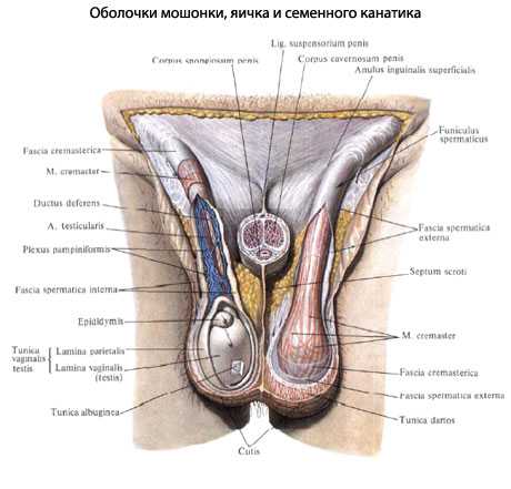 Где мошонка – Что такое мошонка у мужчин - фото, строение и анатомия, где находится и как выглядит орган