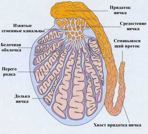 Из чего состоят мужские яйца – Яички у мужчин - строение, функции, заболевания