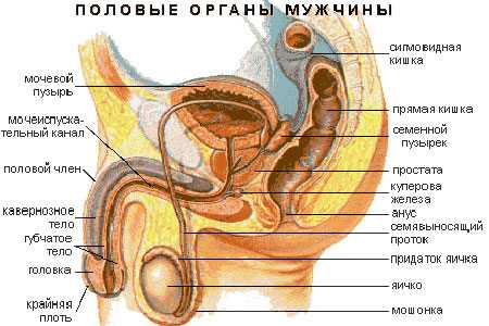 Из чего состоят мужские яйца – Яички у мужчин - строение, функции, заболевания