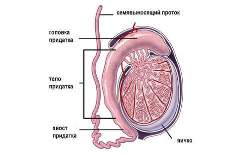 Из чего состоят мужские яйца – Яички у мужчин - строение, функции, заболевания