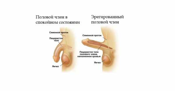 Из за чего у парней встает – как и по каким причинам происходит эрекция у мужчин