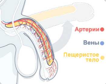 Из за чего у парней встает – как и по каким причинам происходит эрекция у мужчин