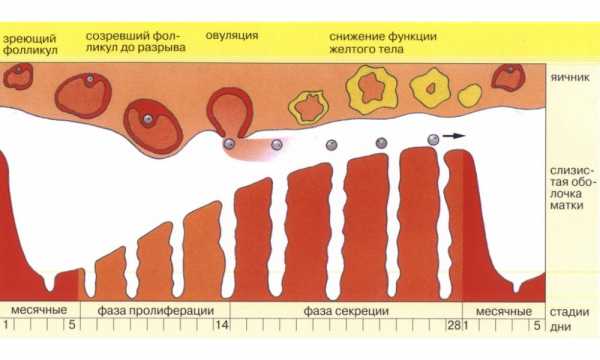 От чего беременеют девушки картинки