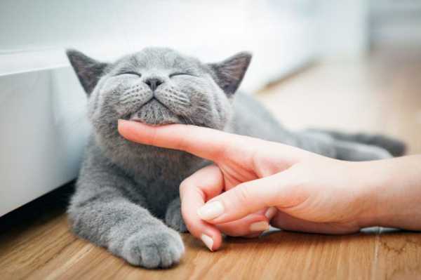 Как сделать чтобы тебя любил кот – Как сделать так, чтобы кошка вас полюбила