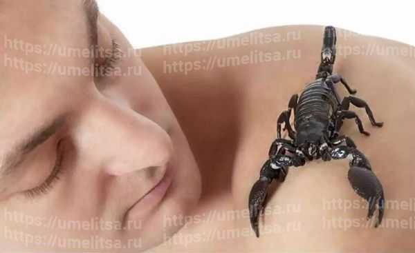Каких девушек любят скорпионы мужчины – Богини, или какие женщины точно нравятся мужчинам скорпионам