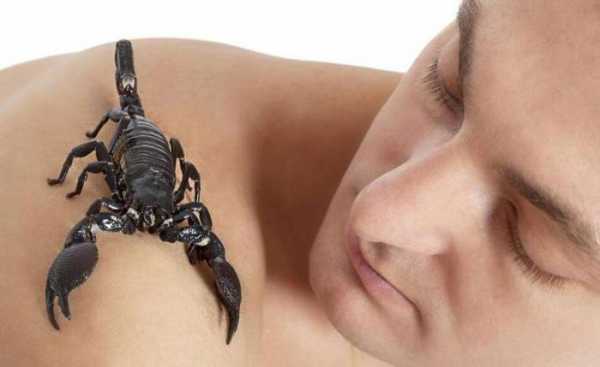 Каких девушек любят скорпионы мужчины – Богини, или какие женщины точно нравятся мужчинам скорпионам