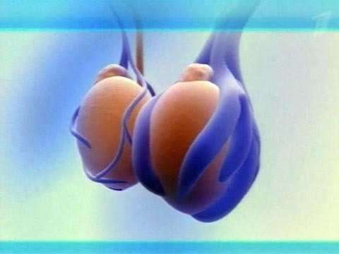 Какое яичко должно быть ниже у мужчин – норма или патология, что делать