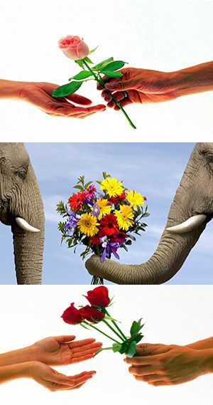 Кому какие дарить цветы – Значение цветов. Какие цветы подарить...