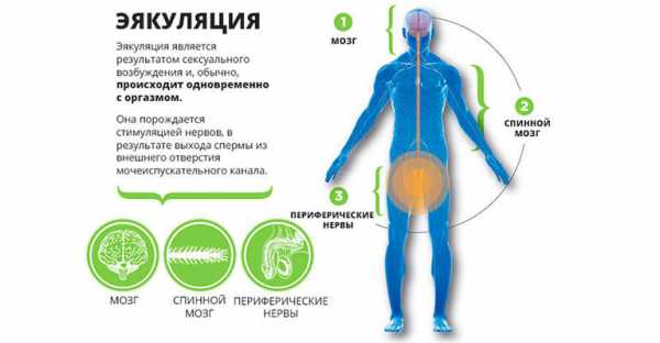 Лекарства для продления полосового акта мужчине – 5 средств для продления полового акта у мужчин