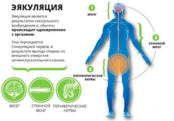 Много кончины – нормы спермы и как увеличить ее объем