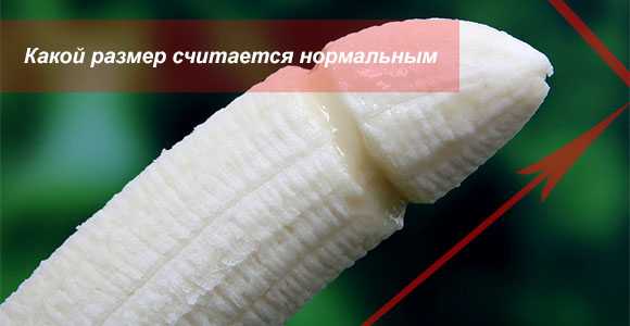 Нормальный размер мужского достоинства россиян – длина и толщина пениса у мужчин в России, среднестатистические параметры органа в других странах с фото
